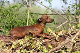 PINSCHER NAIN 128